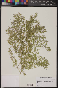 Asparagus aethiopicus image