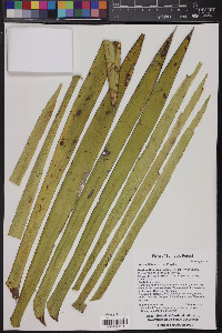 Yucca filifera image