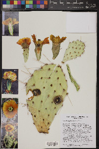 Opuntia engelmannii image