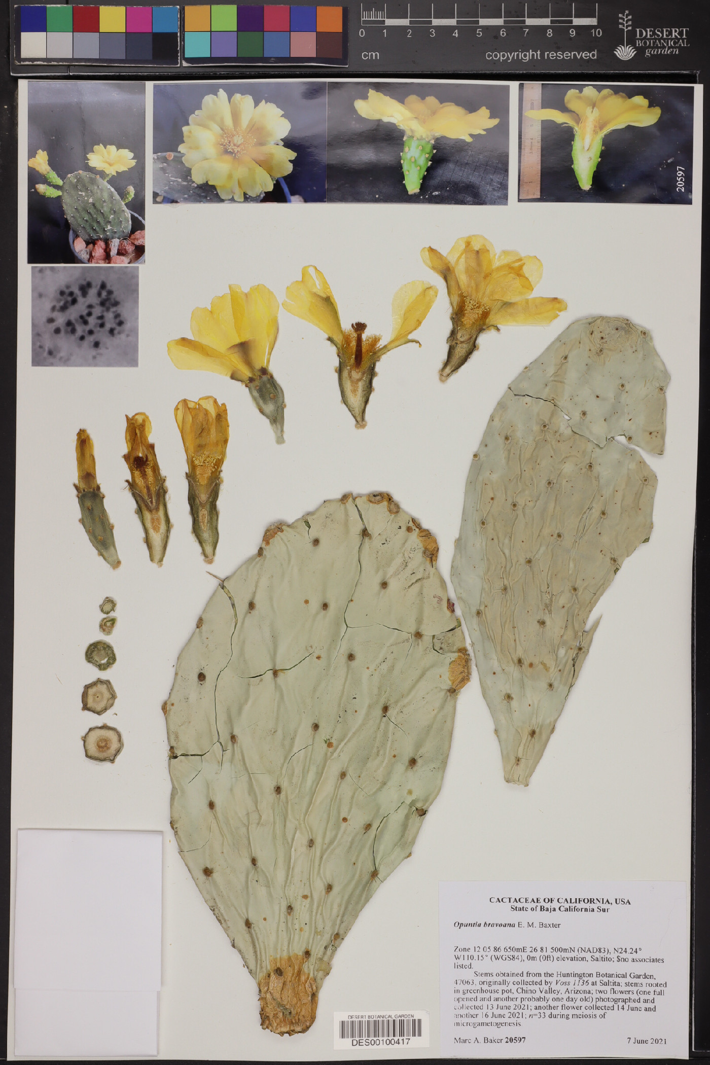 Opuntia bravoana image