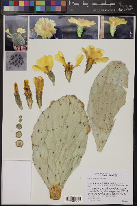 Opuntia bravoana image