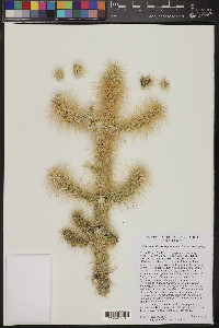 Cylindropuntia multigeniculata image