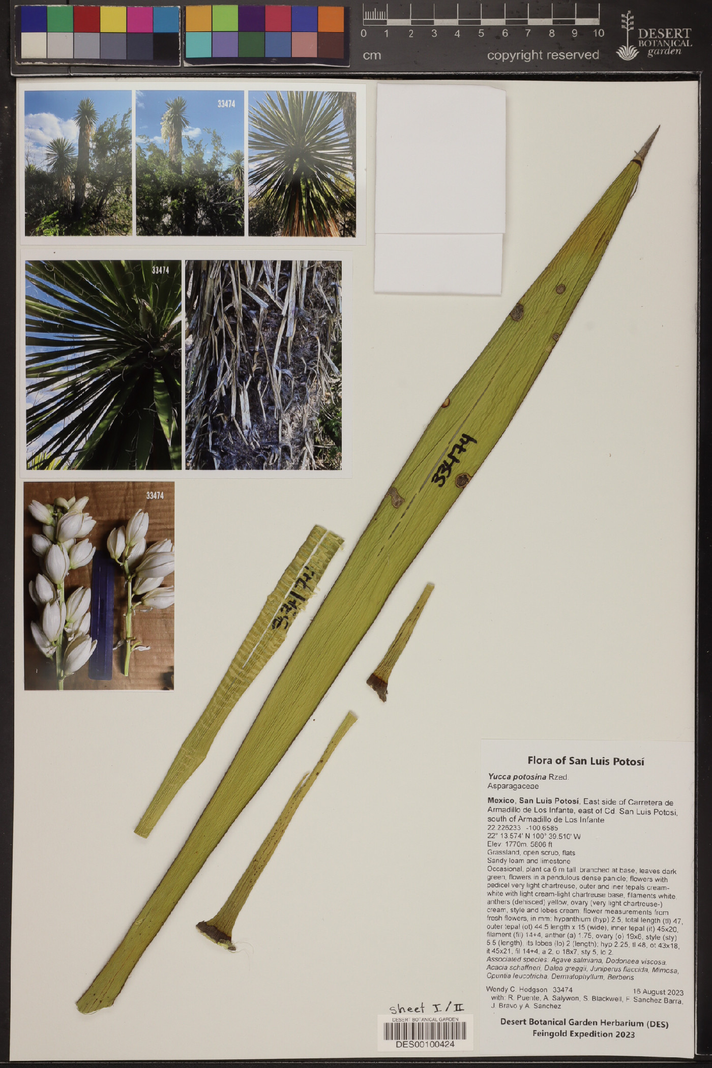 Yucca potosina image