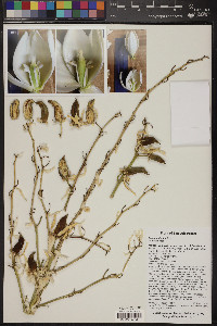 Yucca potosina image