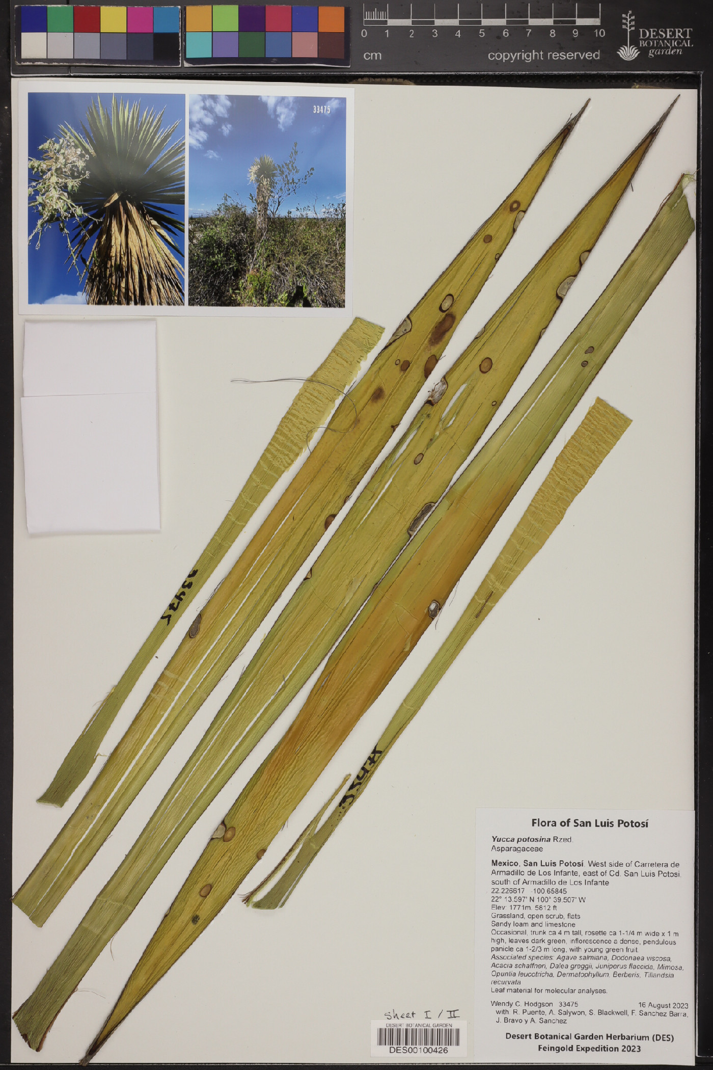 Yucca potosina image