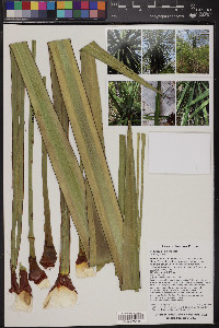 Yucca decipiens image