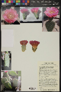 Opuntia basilaris image