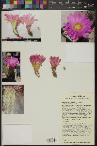 Echinocereus bristolii image