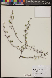 Celtis pallida image