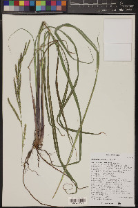 Paspalum urvillei image