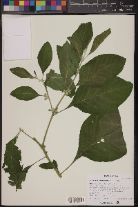 Withania somnifera image