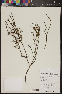 Phoradendron californicum image