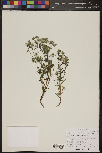 Cryptantha maritima image