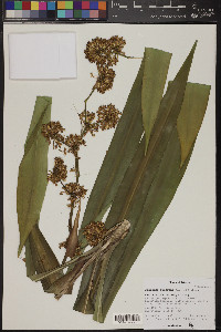 Dracaena fragrans image