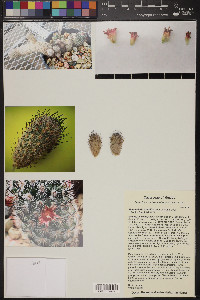 Mammillaria pottsii image