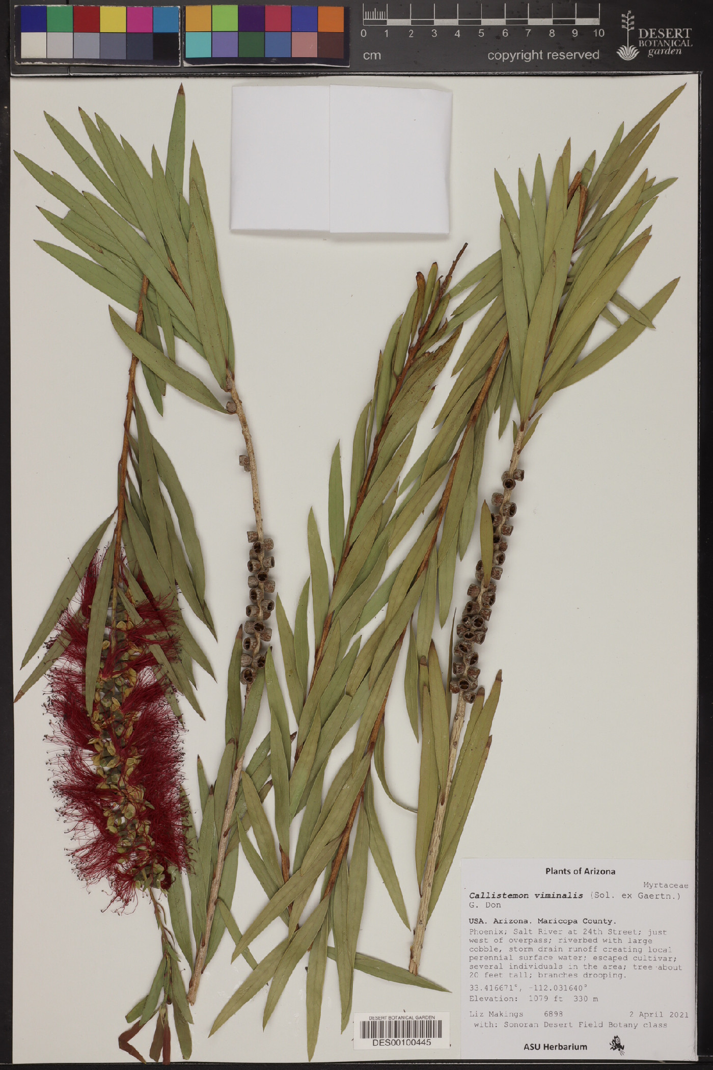 Melaleuca viminalis image