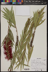 Melaleuca viminalis image