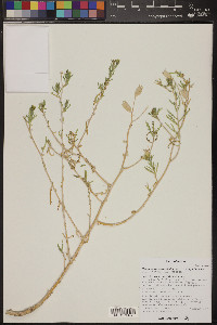 Mentzelia longiloba var. yavapaiensis image