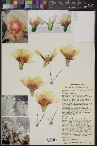 Opuntia macrocentra image