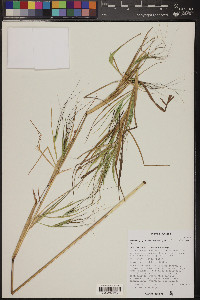 Heteropogon melanocarpus image