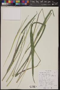 Tripsacum lanceolatum image