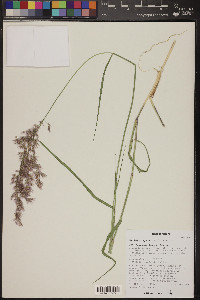 Melinis repens image