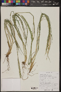 Setaria macrostachya image