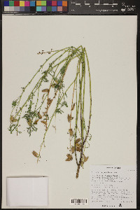 Crotalaria pumila image