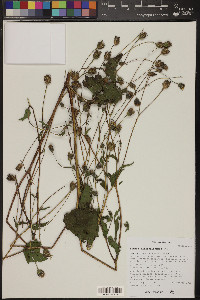 Simsia lagasceiformis image