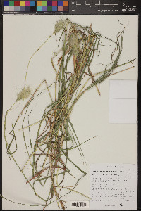 Bothriochloa barbinodis image