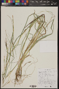 Heteropogon contortus image