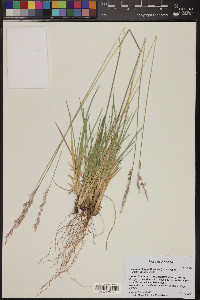 Leucopoa kingii image