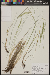 Festuca arizonica image