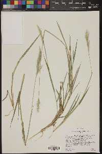 Bothriochloa laguroides image