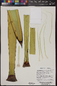 Yucca faxoniana image