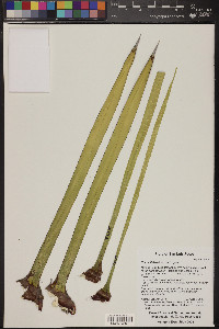 Yucca filifera image