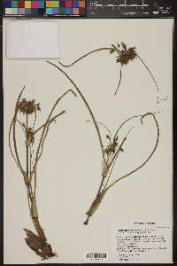 Tradescantia occidentalis image