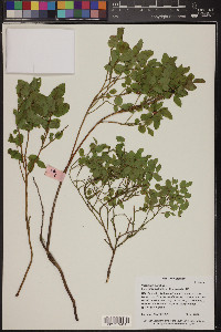 Vaccinium myrtillus image