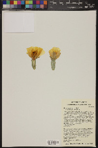 Opuntia pottsii image