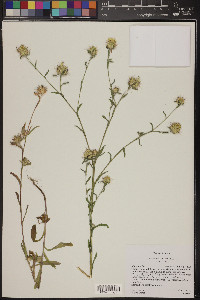 Centaurea melitensis image