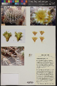 Copiapoa serpentisulcata image