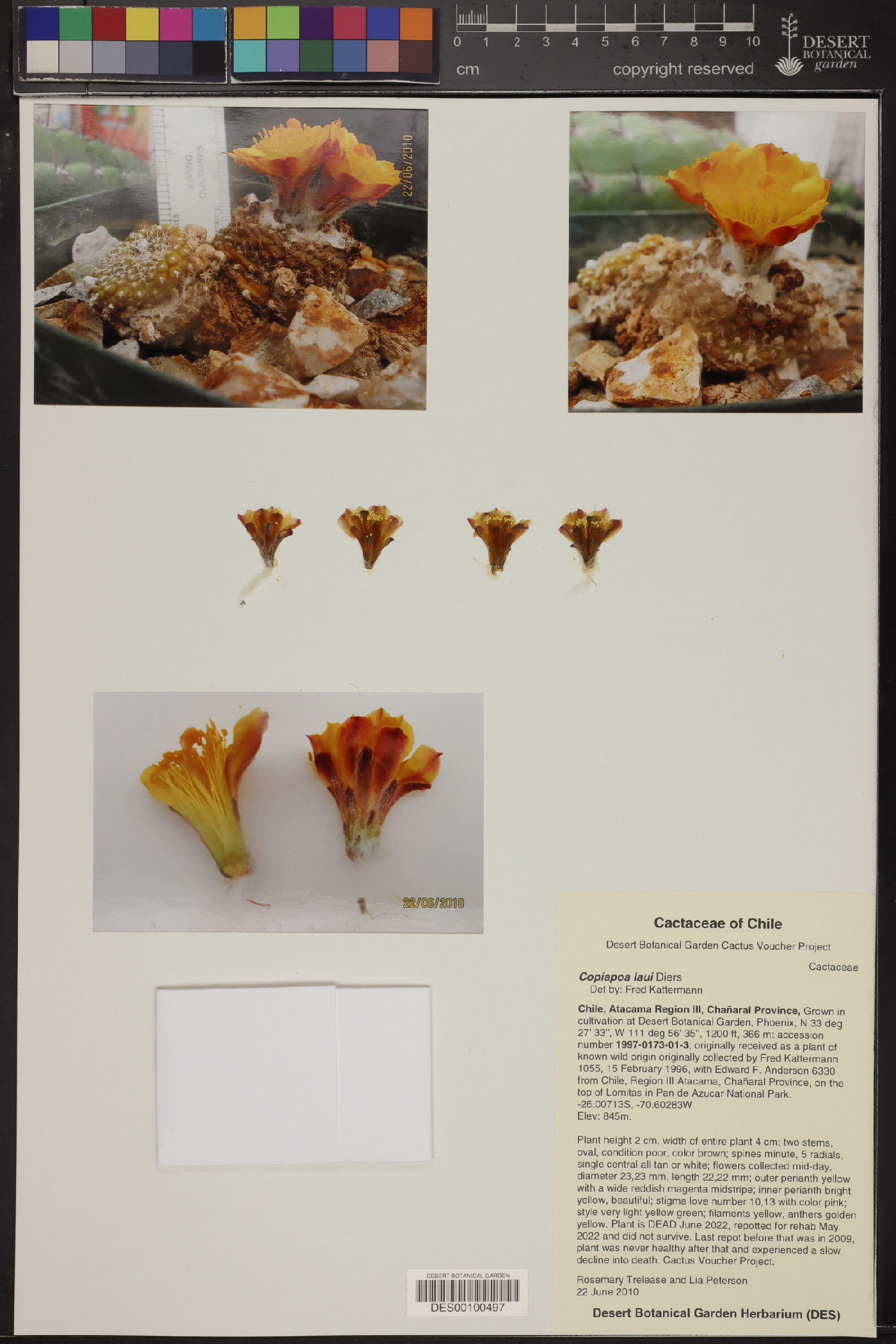 Copiapoa hypogaea subsp. laui image