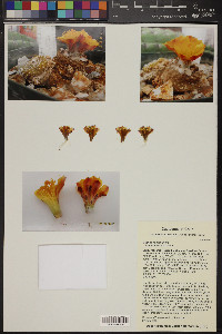 Copiapoa hypogaea image