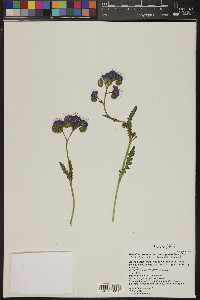 Phacelia crenulata var. corrugata image