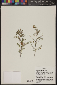 Astragalus subcinereus image