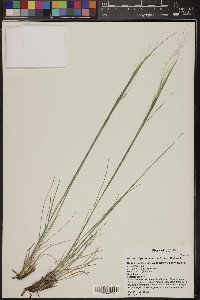 Hesperostipa comata image