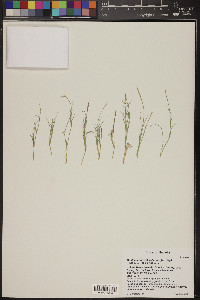 Muhlenbergia richardsonis image