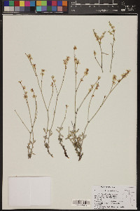 Eriogonum wrightii image