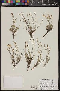 Eriogonum wrightii var. wrightii image