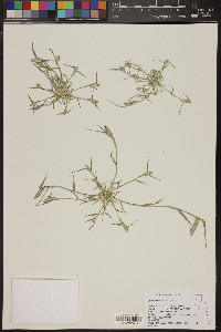 Crypsis schoenoides image